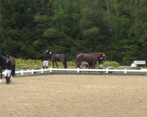 Reitturnier Halver 2017