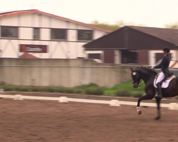 Reitturnier Dallgow 2017