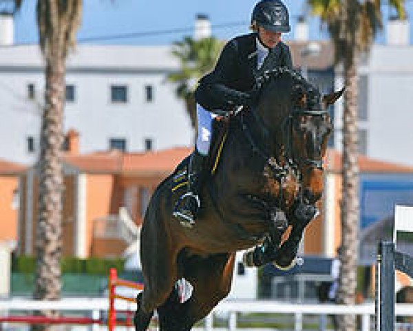 stallion Choco Latino 2 (Holsteiner, 2010, from Cosido)