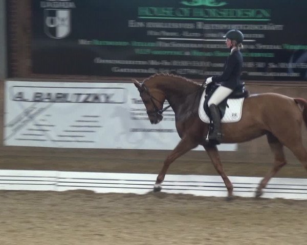 Reitturnier Köln-Leverkusen 2017