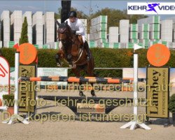 Springpferd Frieda-Loo (KWPN (Niederländisches Warmblut), 2011, von Advance)