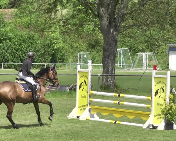 Reitturnier Schwaigern 2017