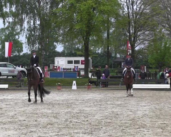 Reitturnier Ahlen 2017