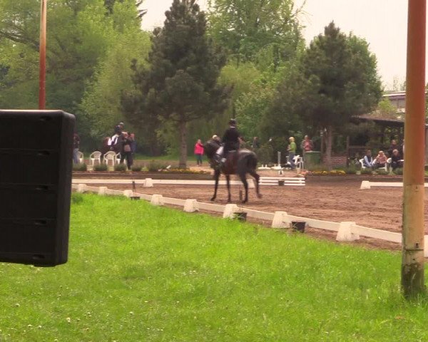 Reitturnier Dallgow 2017