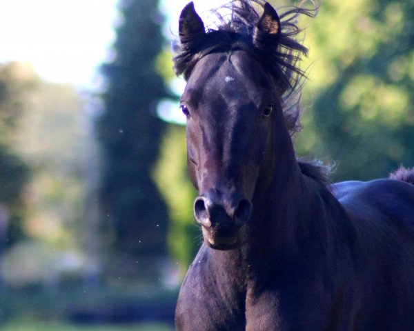 Pferd Echolot (Deutsches Reitpony, 2015, von El Sharin)
