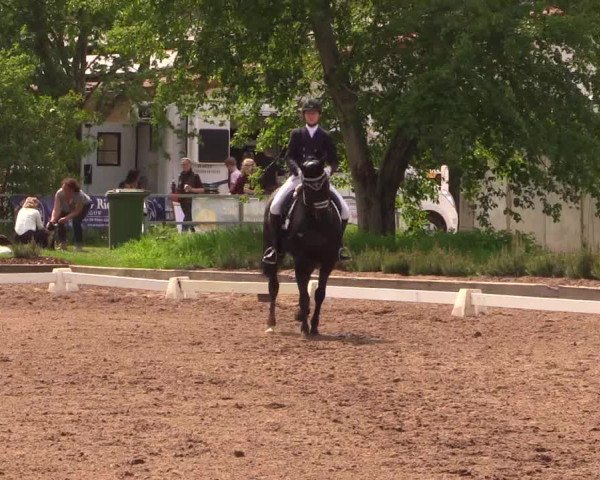 Reitturnier Dallgow 2017
