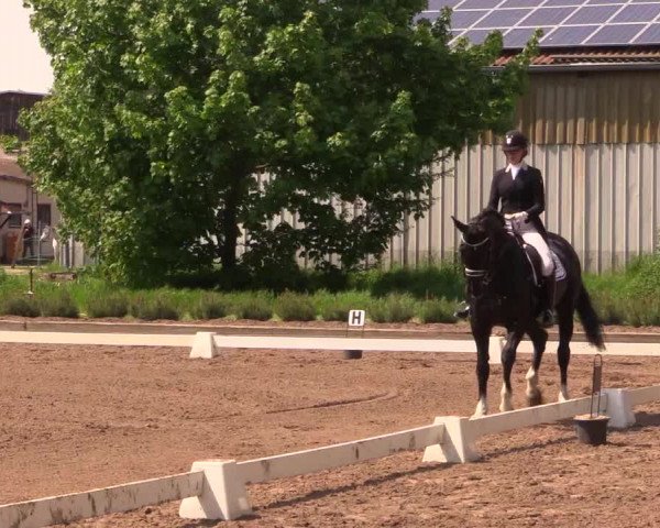 Reitturnier Dallgow 2017