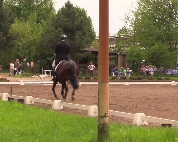 Reitturnier Dallgow 2017