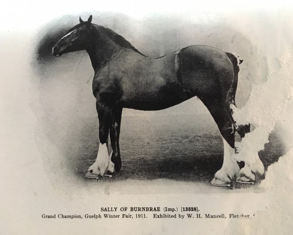 broodmare Sally of Burnbrae (Clydesdale,  , from Montrave Ronald)