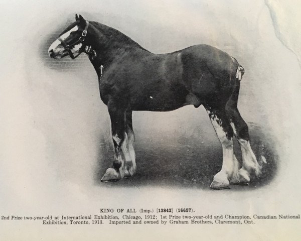 horse King of All (Clydesdale,  , from Everlasting)