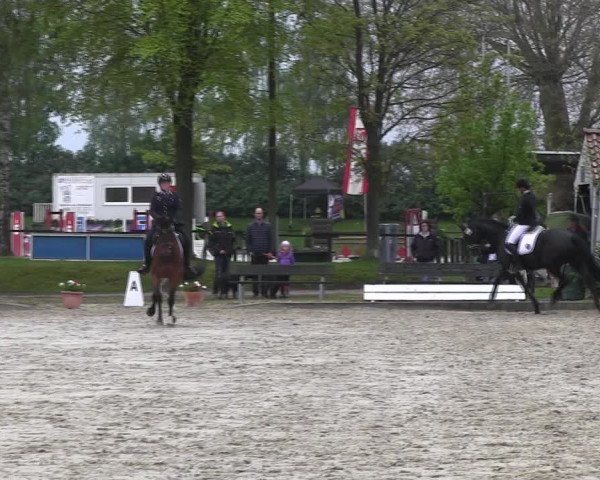 Reitturnier Ahlen 2017