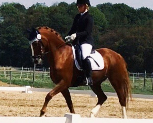 dressage horse SB-Tyranus (German Riding Pony, 1997, from Till The Champ)