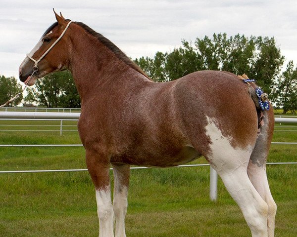 horse Willow Way Quella (Clydesdale, 2016, from Willow Way Firestone) horse Willow Way Quella (Clydesdale, 2016, from Willow Way Firestone)