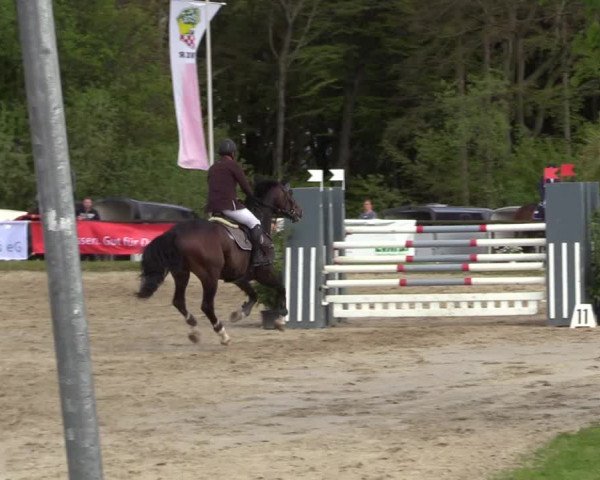 Reitturnier Halver 2017
