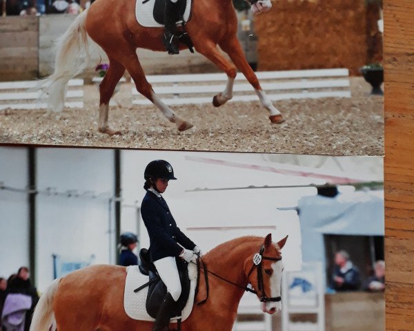 Dressurpferd Timberlands Golden Smile (Deutsches Reitpony, 2011, von Timberland)