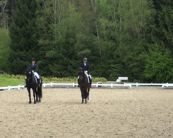 Reitturnier Halver 2017