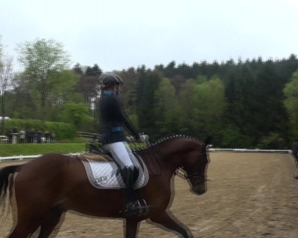 Reitturnier Halver 2017