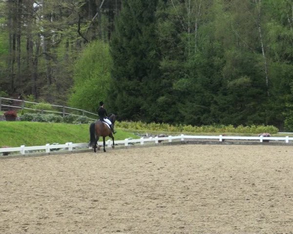 Reitturnier Halver 2017