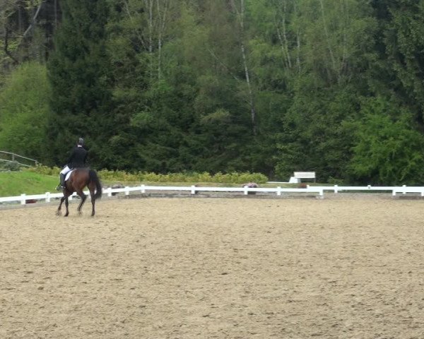 Reitturnier Halver 2017