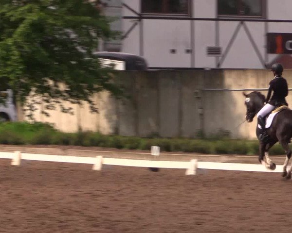 Reitturnier Dallgow 2017