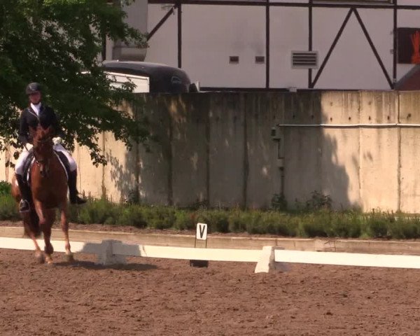 Reitturnier Dallgow 2017
