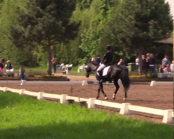 Reitturnier Dallgow 2017