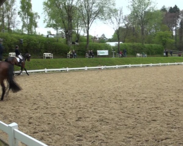 Reitturnier Halver 2017