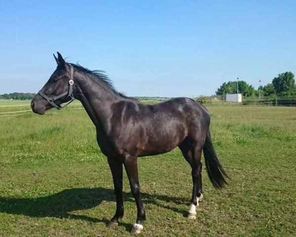 jumper Dolce 17 (Oldenburg, 2011, from Desperados FRH)