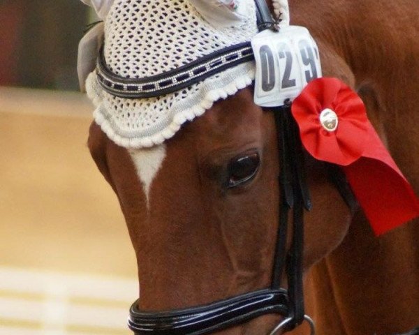 horse Nagano 43 (Hanoverian, 1998, from Natiello xx)