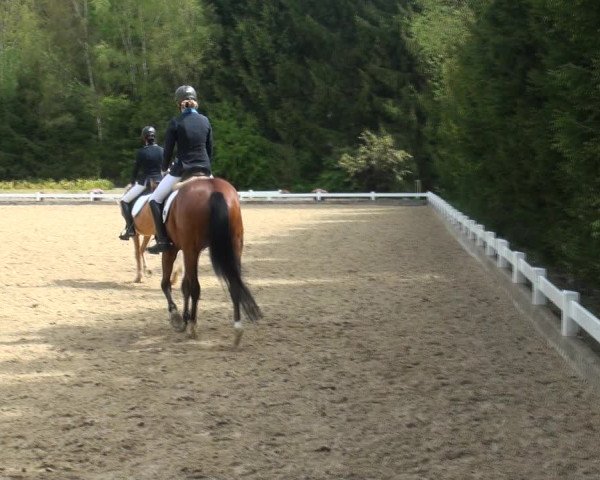 Reitturnier Halver 2017