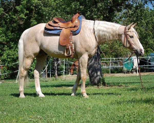 horse Solanos Fire N Gold (Quarter Horse, 2004, from Solano Par Three)