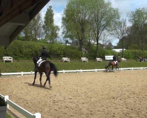 Reitturnier Halver 2017