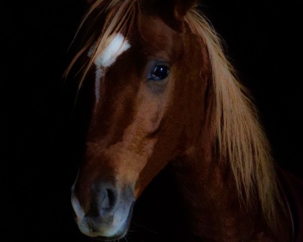 horse Chivas Macaroon Double Dornik (German Riding Pony, 2016, from Dornik B)