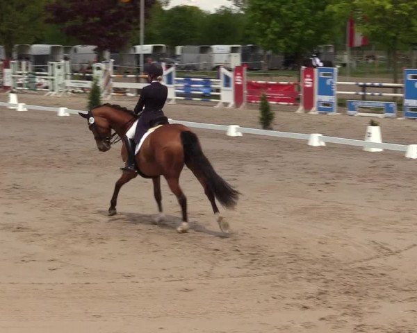 Reitturnier Ahlen 2017