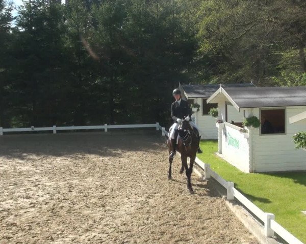 Reitturnier Halver 2017
