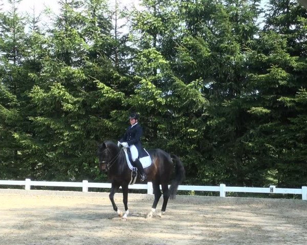 Reitturnier Halver 2017