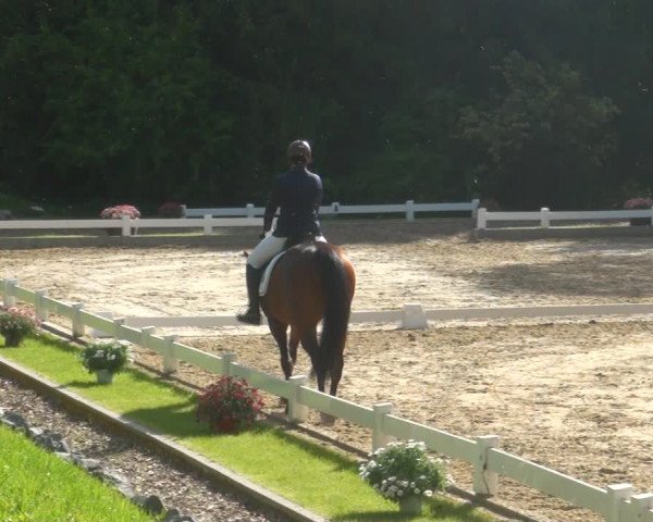 Reitturnier Halver 2017