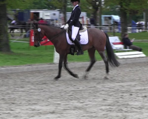 Reitturnier Ahlen 2017