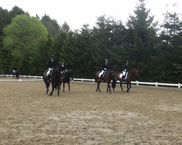 Reitturnier Halver 2017