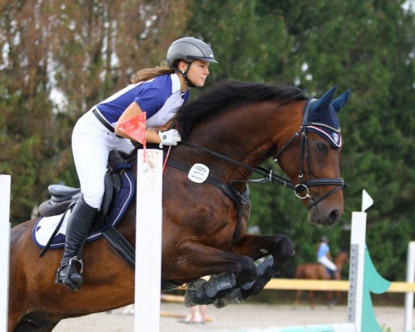 jumper Coeur de Classic (German Sport Horse, 2009, from Classic Quainton)