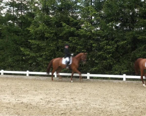 Reitturnier Halver 2017
