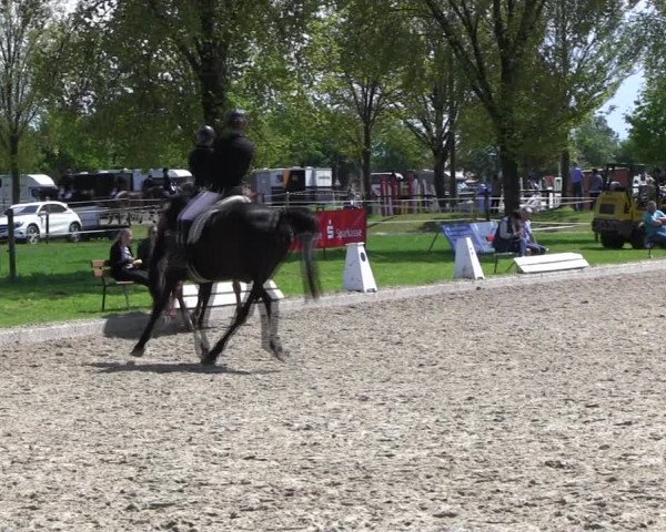 Reitturnier Ahlen 2017