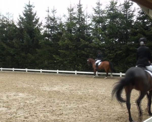 Reitturnier Halver 2017