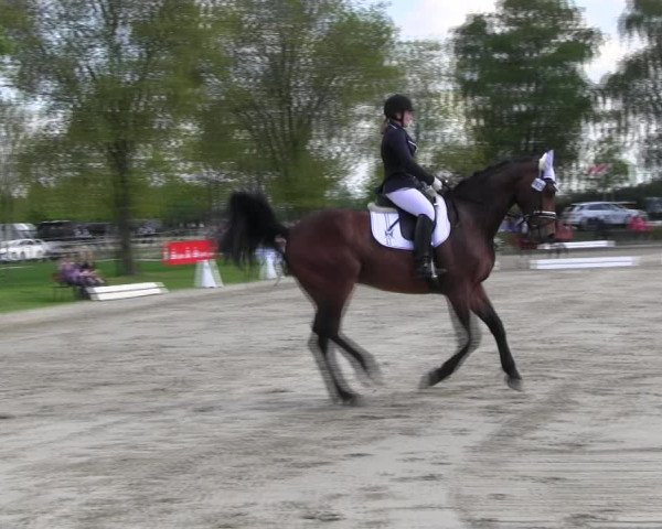 Reitturnier Ahlen 2017