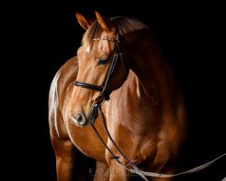 horse Denver A (Oldenburg, 2006, from Dimaggio)