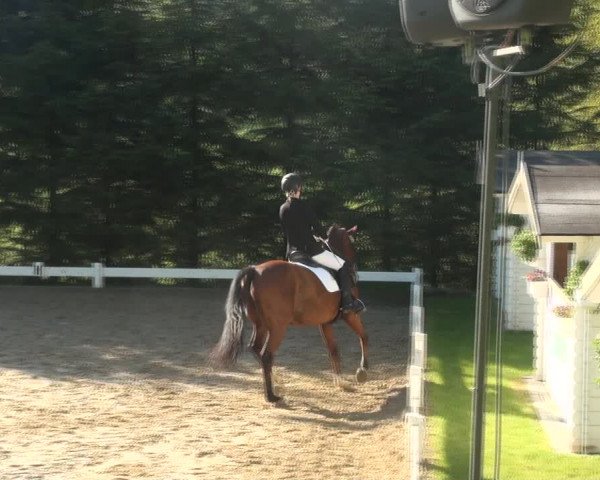 Reitturnier Halver 2017