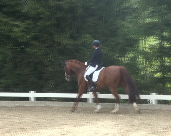 Reitturnier Halver 2017