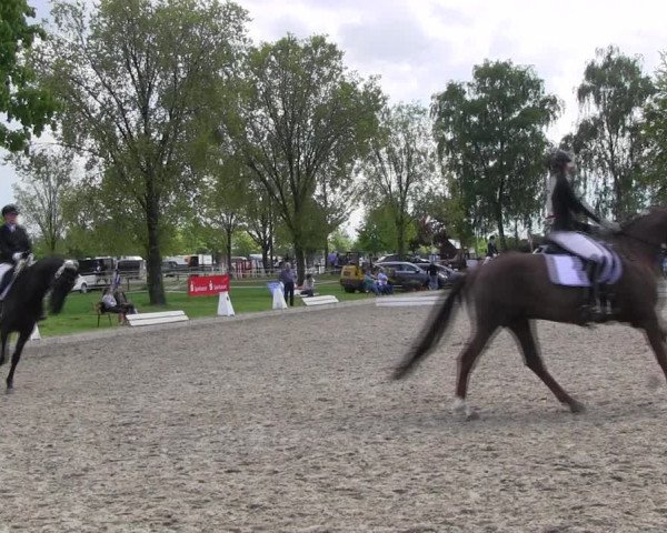 Reitturnier Ahlen 2017