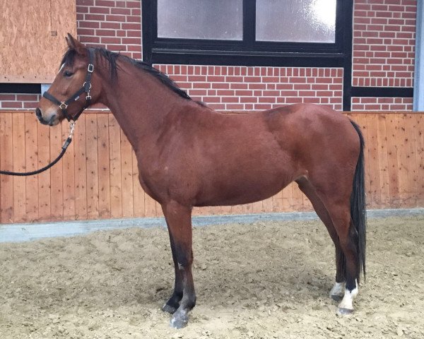 broodmare No No Never 4 (Hanoverian, 2014, from Numero Uno)