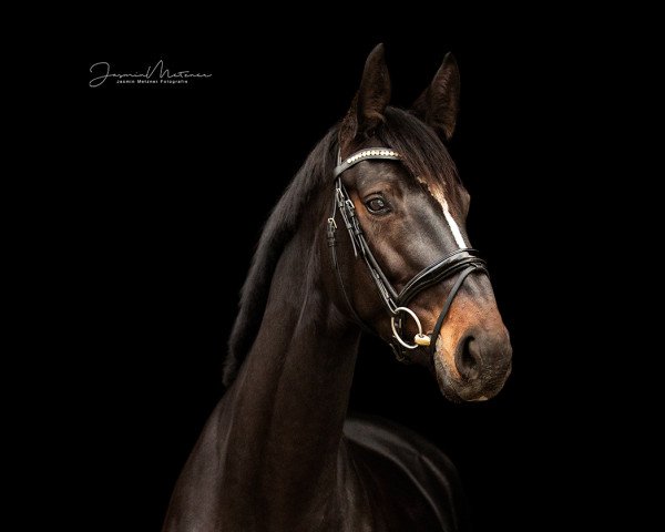dressage horse Donna Anna Ts (Hanoverian, 2016, from Danciano)